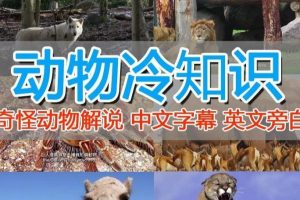 外面卖1699的国外纪录片解说（动物解说、美食、动画片）稳过中视频